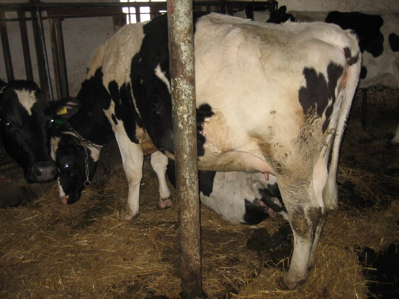 jałówki hodowlane HF - Holstein Friesian — zdjęcie 1