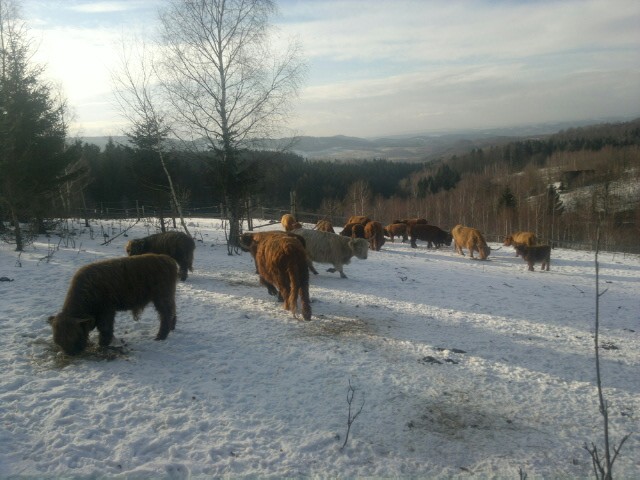 Jałówki i byki rasy Highland Cattle - Bydło Szkockie — zdjęcie 5
