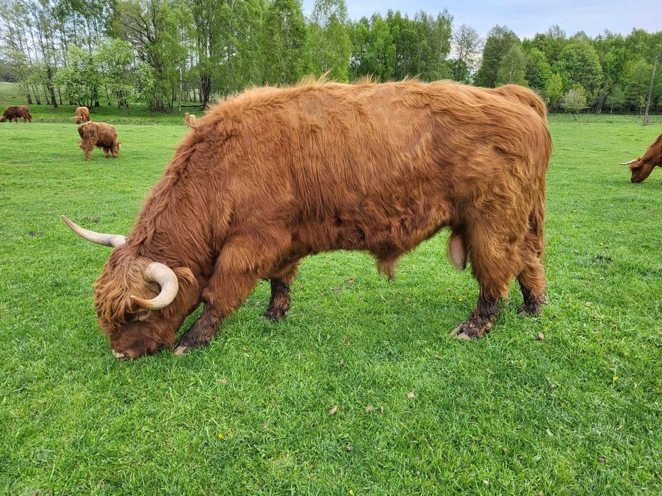 100% Rasowy buhaj byk rozpłodowy highland bydło szkockie wpis PZHiPBM — zdjęcie 4