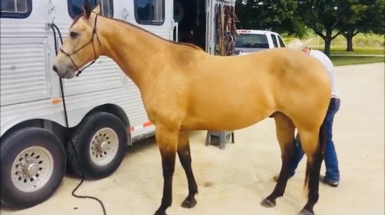 Buckskin čtvrtletí kůň valach   (Stann) je připraven k lepení, úžasný  — zdjęcie 6