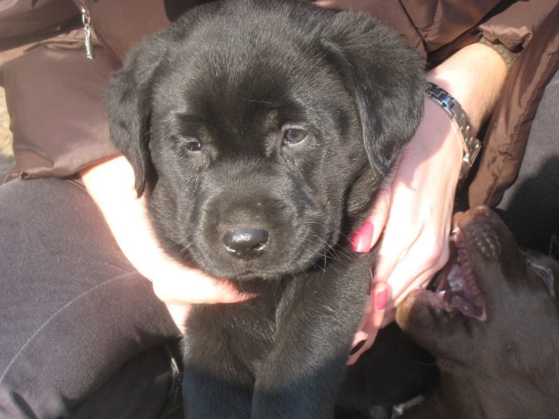 Labrador Labradory czarne