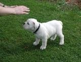 bulldog szczenięta do przyjęcia — zdjęcie 2