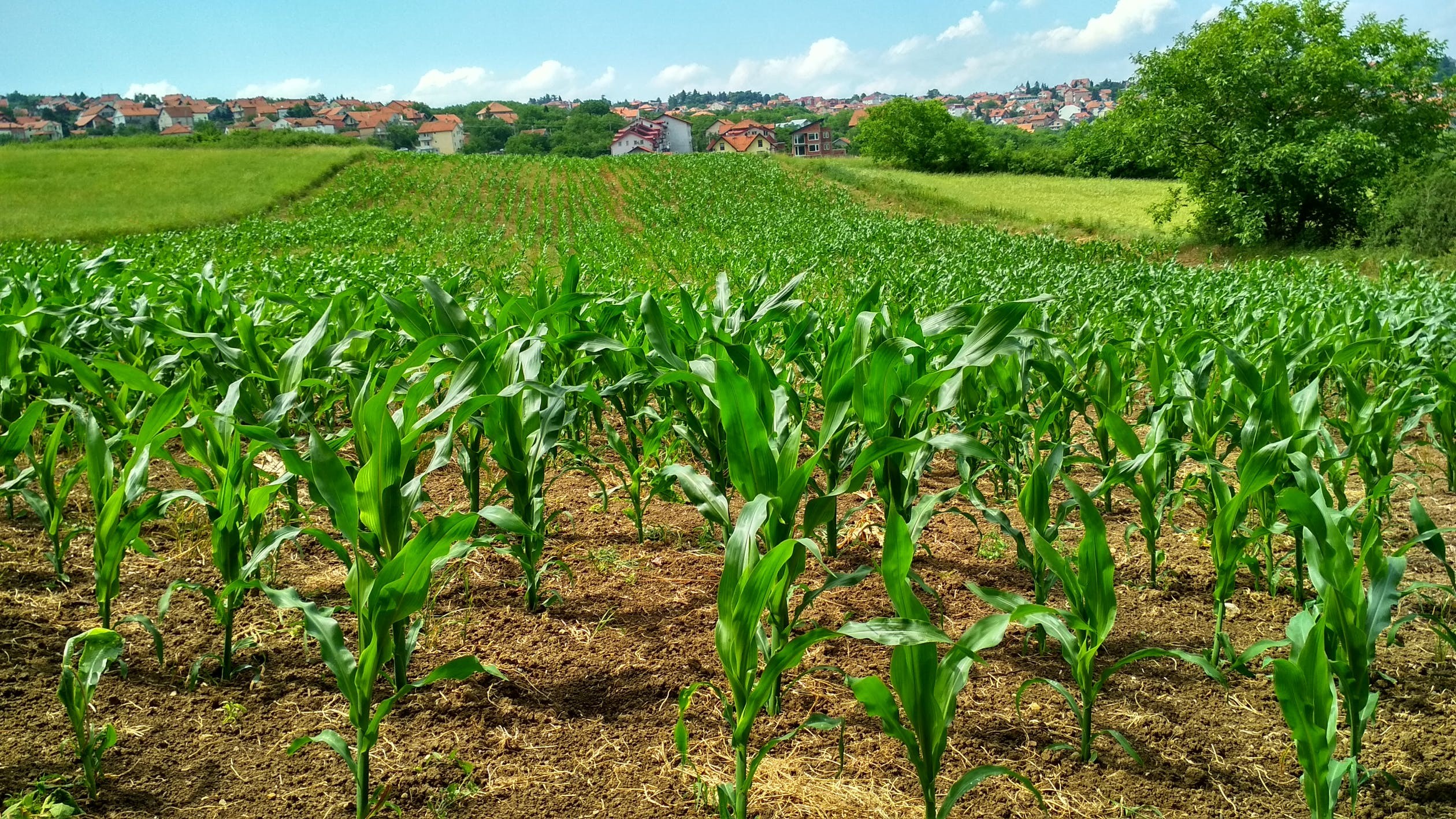 Wapno , nawóz wapniowo organiczny MAX CALC — zdjęcie 2
