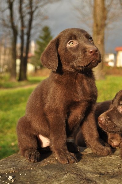 labrador czekoladowy — zdjęcie 1