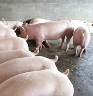  Ukraina.Fermy trzody,chow tucznikow.Skup zywca 6 zl/kg,prosieta 120zl