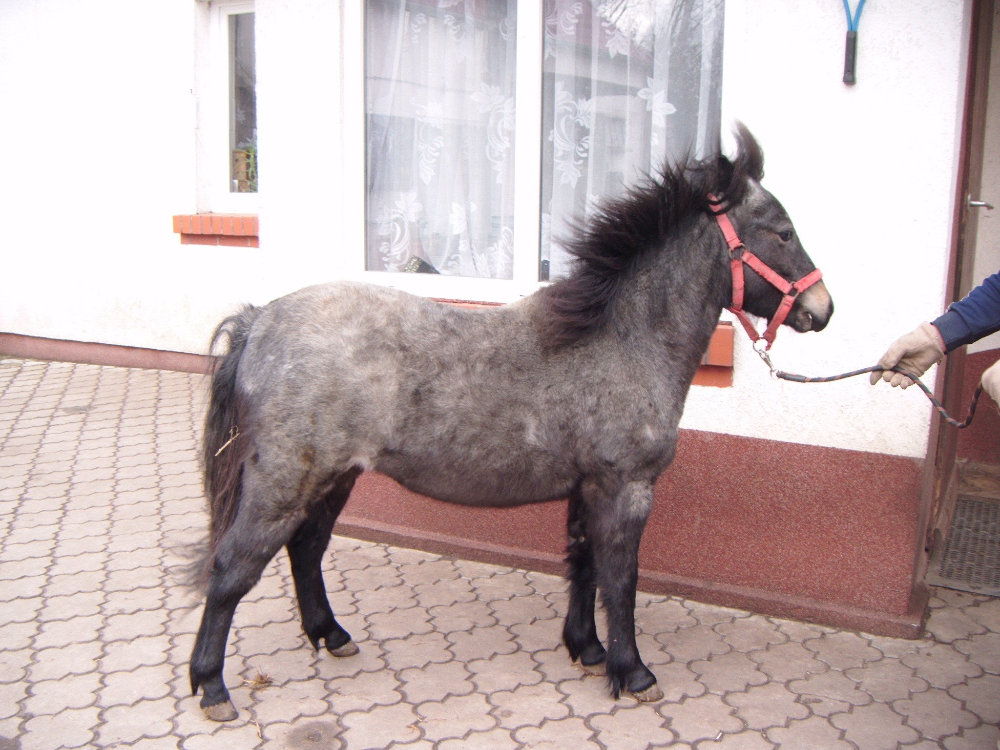 kuc kucyk klaczka 