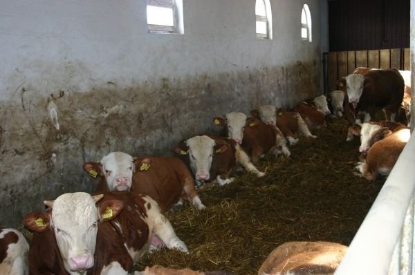 Byki mięsne Simentaler sprzedam — zdjęcie 2