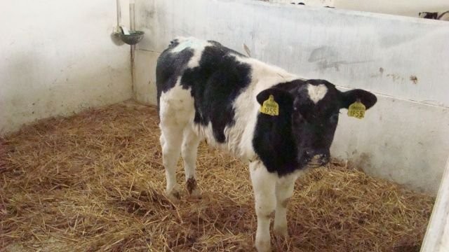 Rasowe Cielęta Mięsne - Zakłady Miesne BM Kobylin — zdjęcie 3