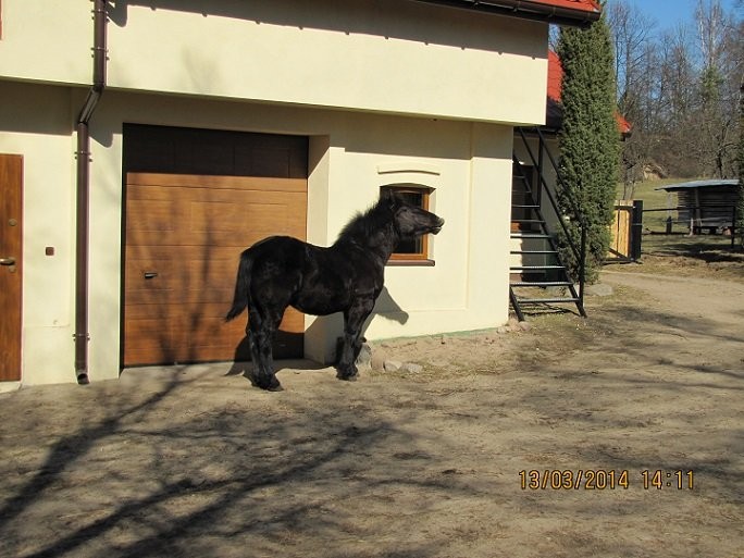 źrebak,koń zimnokrwisty,kary, 9-miesięcy — zdjęcie 4