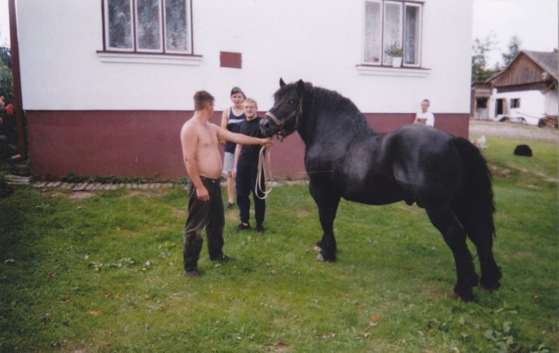 SPRZEDAM/ZAMIENIE PIĘKNEGO OGIERA ZIMNOKRWISTEGO