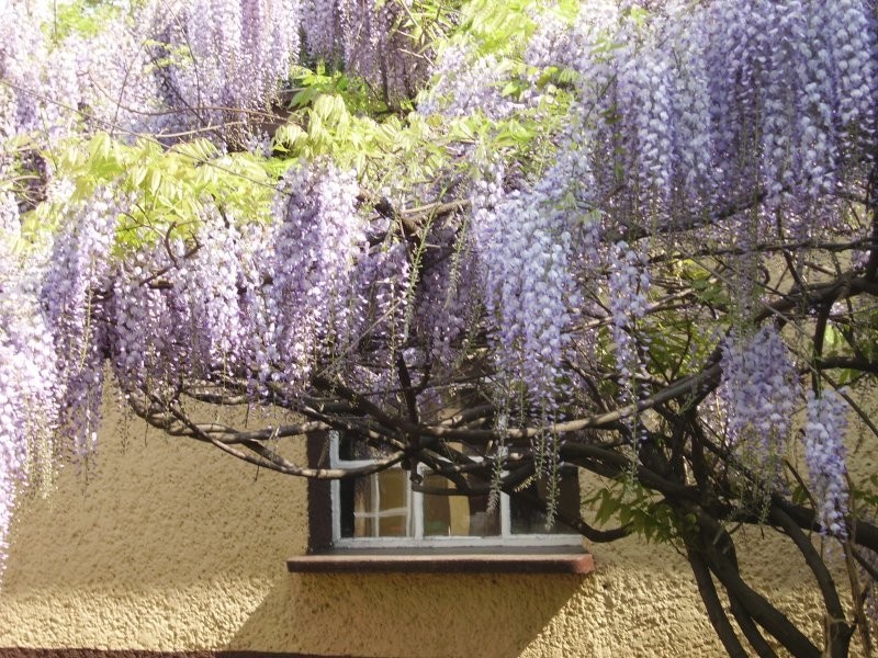 Glicynia (visteria) — zdjęcie 3