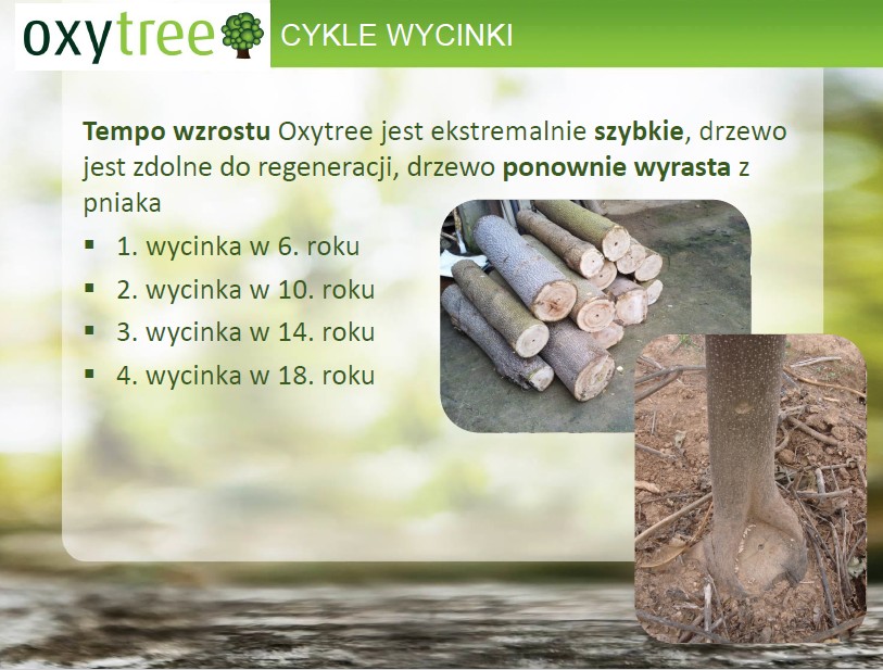 Oxytree - drzewo rosnących korzyści ( gleba: IV-VI klasa) — zdjęcie 2