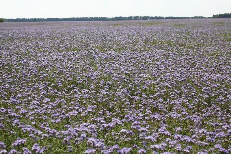 Facelia Błękitna Stala -  zbiór 2012 - sprzedam — zdjęcie 3