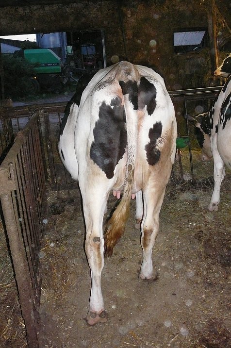 Jałówki hodowlane HF wysokocielne 12 szt. — zdjęcie 2