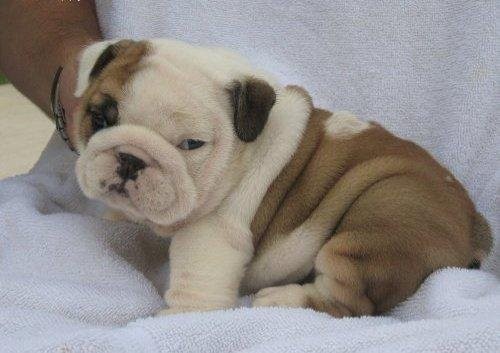 Angielski bulldog szczenięta do przyjęcia — zdjęcie 2