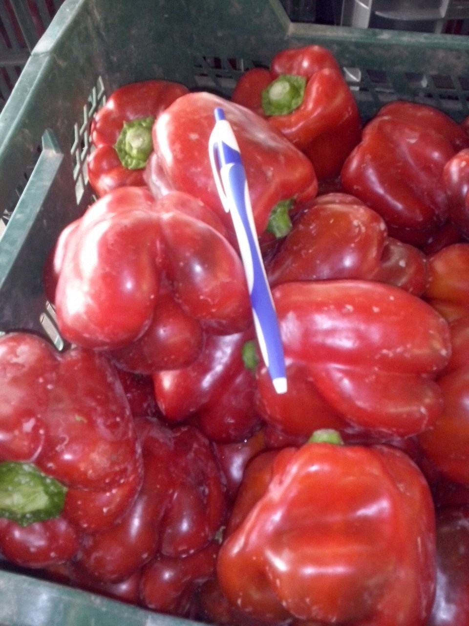 Papryka z Almerii (Hiszpania)