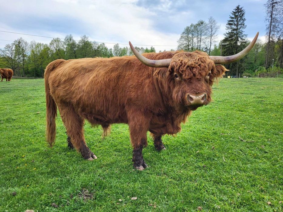 100% Rasowy buhaj byk rozpłodowy highland bydło szkockie wpis PZHiPBM — zdjęcie 6