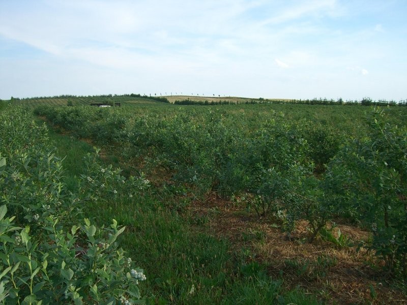 Borówka amerykańska