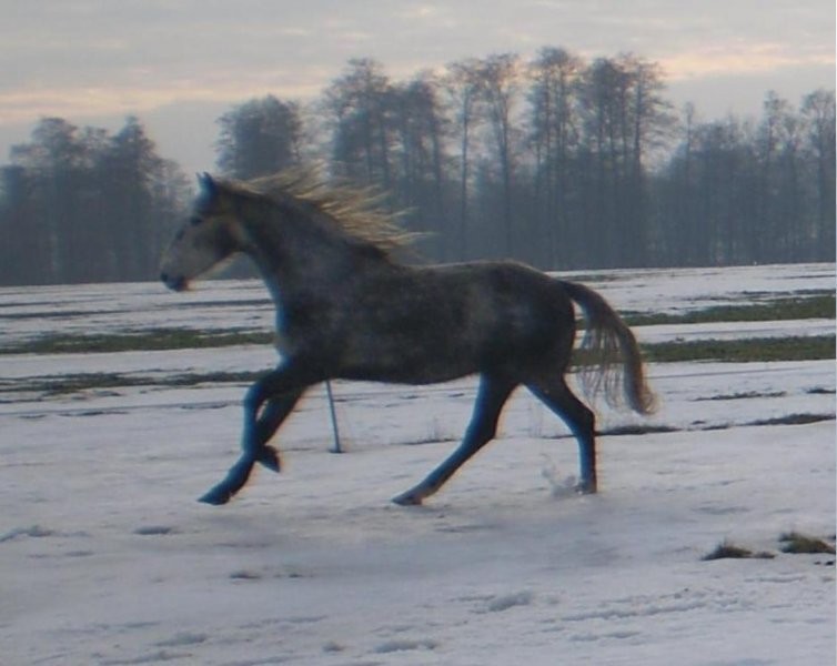 Siwy wałach sp