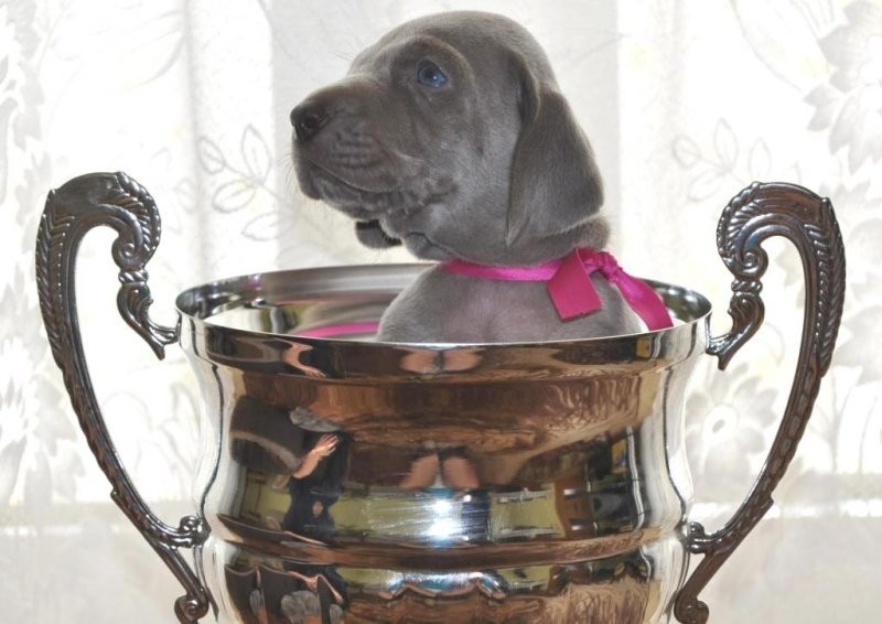Weimaraner puppies - Wyżeł weimarski - szczenięta. — zdjęcie 5