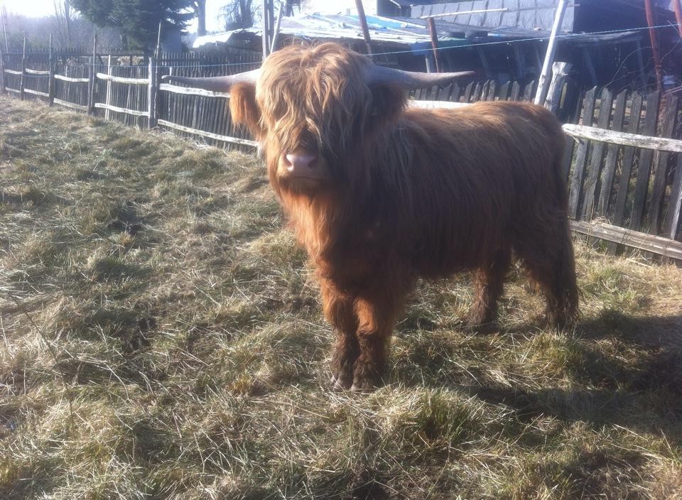 Byk Highland Cattle, szkockie wysokogórksie — zdjęcie 5
