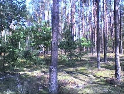 Bezpośrednio sprzedam atrakcyjną działkę leśną 3300-7800 m2