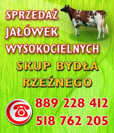 Wymień bydło rzeźne na jałówki lub krowy mleczne