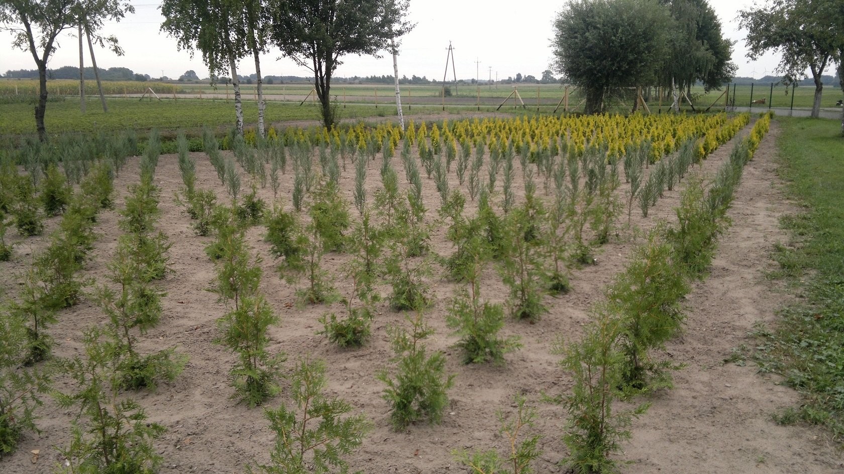 Sadzonki na plantacje choinkowe — zdjęcie 3