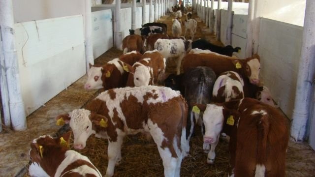 Sprzedaż Rasowych Cieląt Mięsnych..... — zdjęcie 1