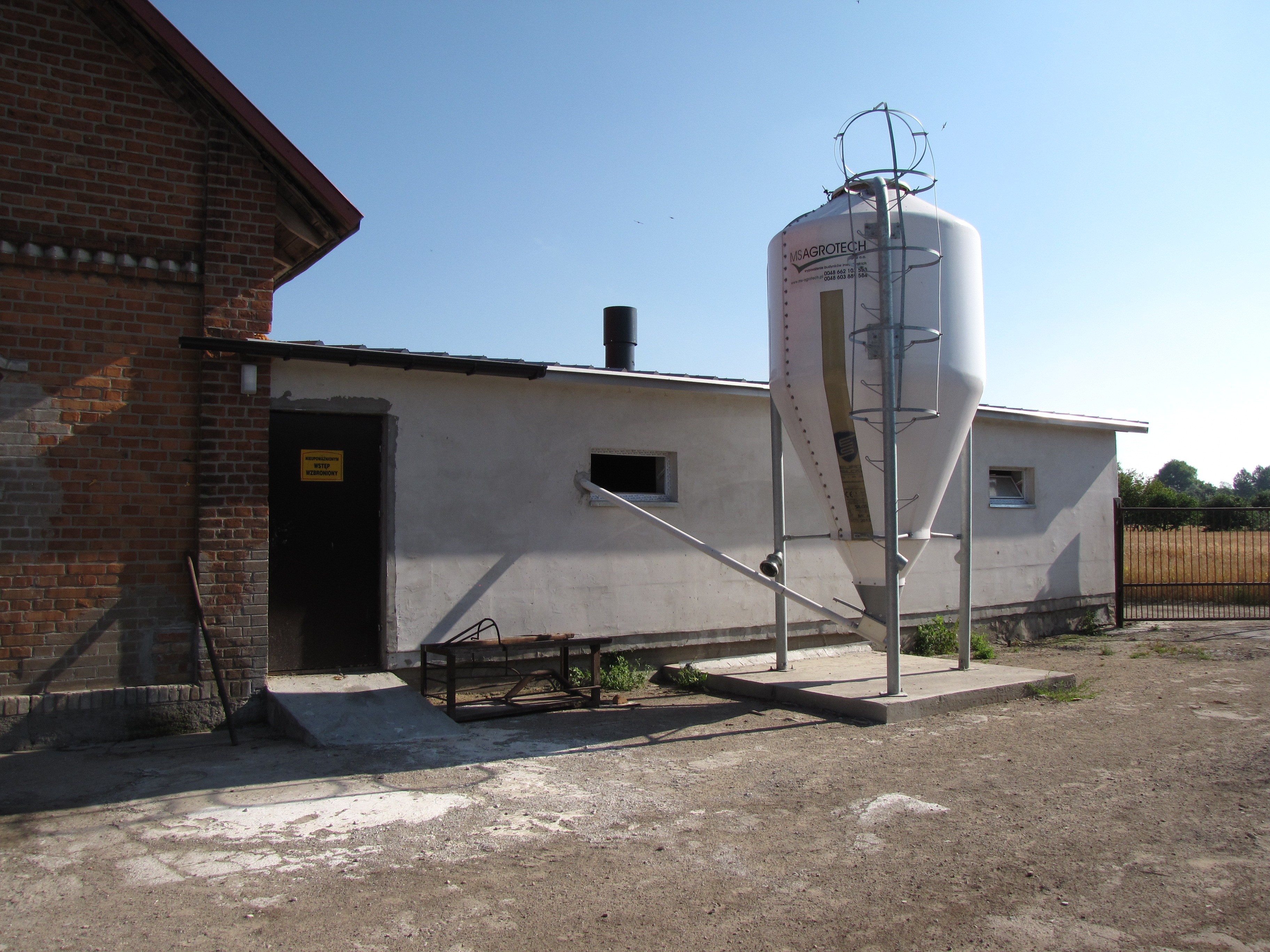 Loszki Hodowlane F1 (WBP x PBZ) — zdjęcie 5