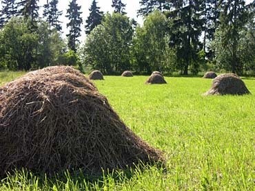 Siano - wykoszę łąkę w zamian za siano