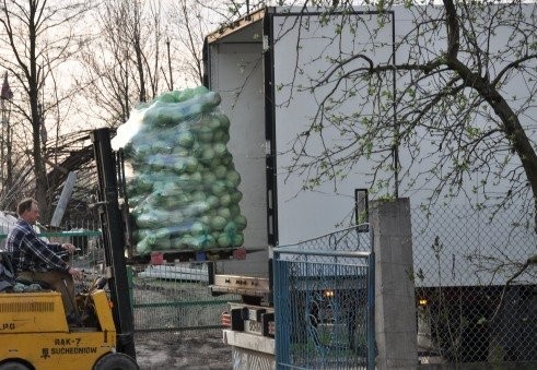 sprzedam kapustę biala holenderska — zdjęcie 2