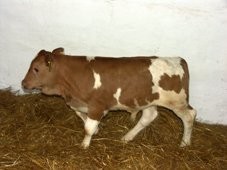 Kupię cielęta LIMOUSINE LUB HEREFORD  DO 10SZ