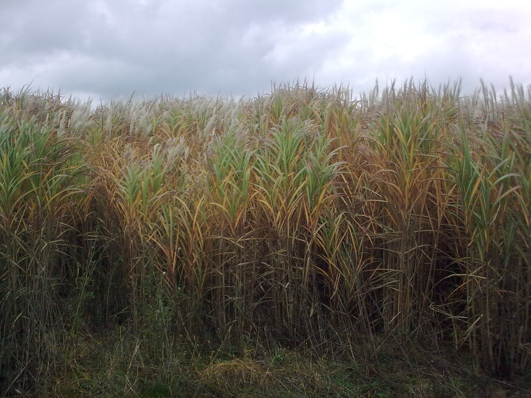 sadzonki(rhizomy)miscanthusa