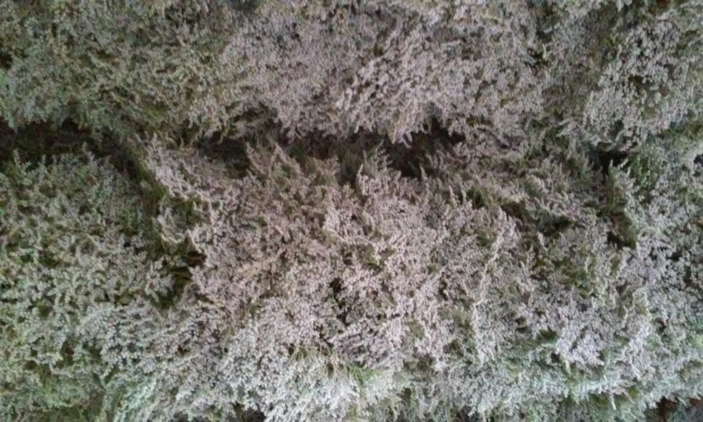 Zatrwian tatarski statycja, limonium tataricum - susz 2017r - sprzedam — zdjęcie 2