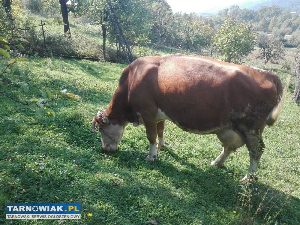 krowa do sprzedania — zdjęcie 4