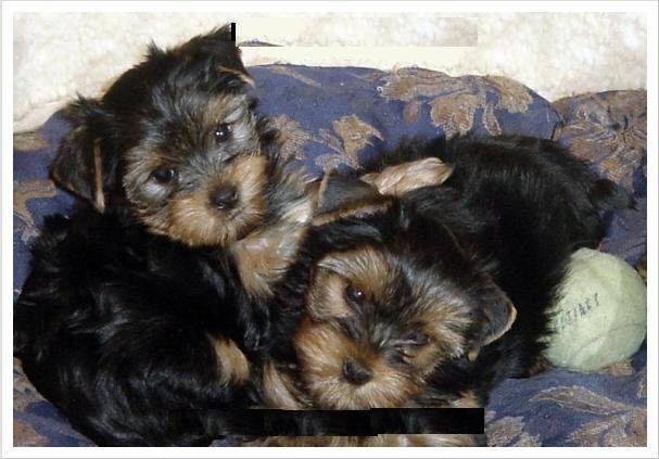 dwóch herbat szczeniaki Yorki baby cup potrzebuje domu