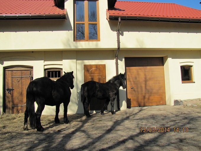 źrebak,koń zimnokrwisty,kary, 9-miesięcy — zdjęcie 3