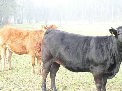 jałówki limuze — zdjęcie 1