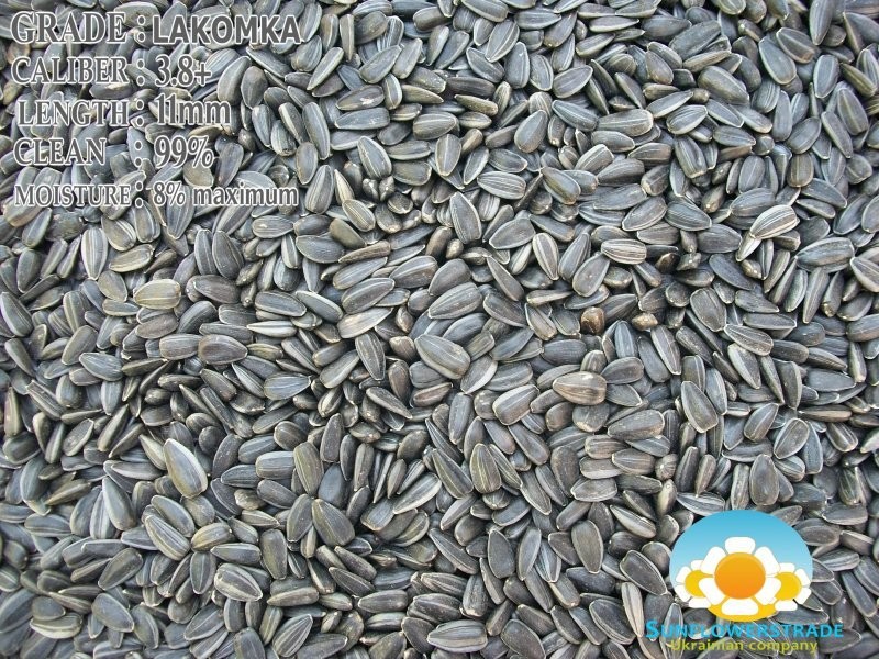 SELL SUNFLOWER SEEDS — zdjęcie 1