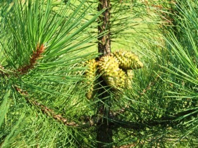 Sosna Czarna (Pinus Nigra) 150cm TANIO