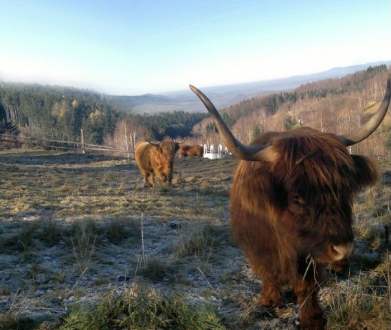 Jałówki i byki rasy Highland Cattle - Bydło Szkockie — zdjęcie 7