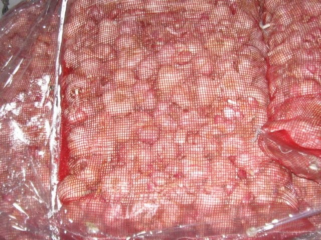 czosnek — zdjęcie 2