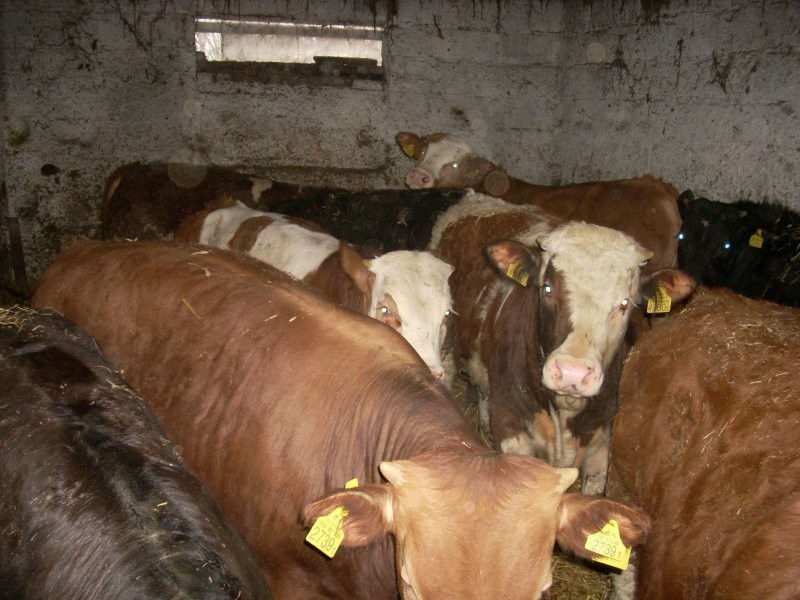 Sprzedam BYKI! Na EXPORT lub do DALSZEJ HODOWLI! — zdjęcie 5