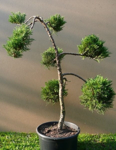 Krzewy ozdobne, cięte i szczepione na "bonsai", k/ — zdjęcie 1