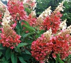 Euonymus alatus PŁONĄCY KRZEW TRZMIELINA