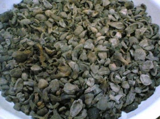 Biomasa agro Palm Kernel Shell