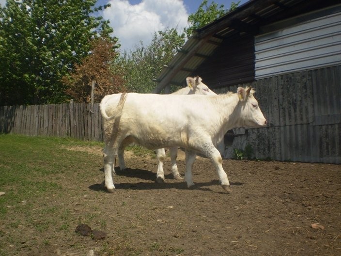 HODOWLA BYDŁA MIĘSNEGO — zdjęcie 4