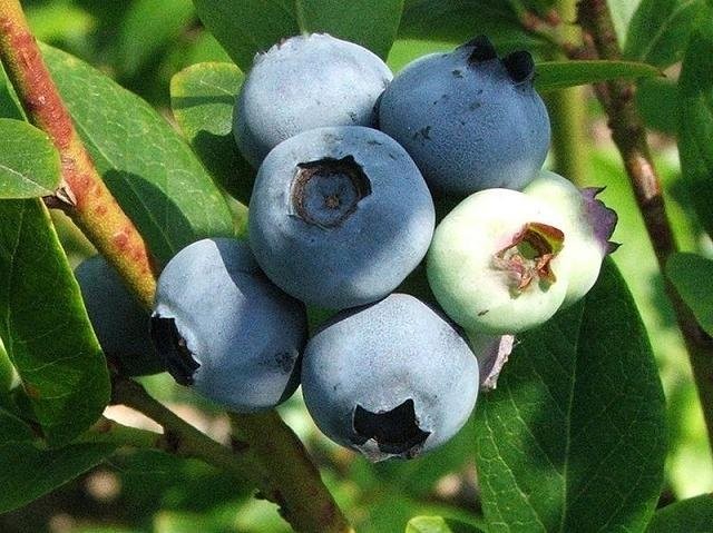 Borówka amrykańska, żurawina  - zadbaj o swoje z — zdjęcie 2