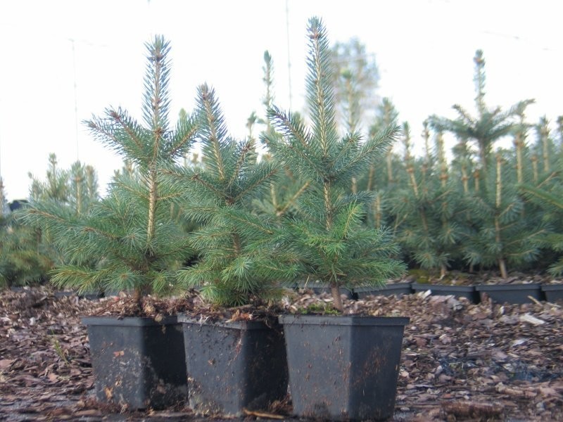 świerki na plantacje choinkowe — zdjęcie 1